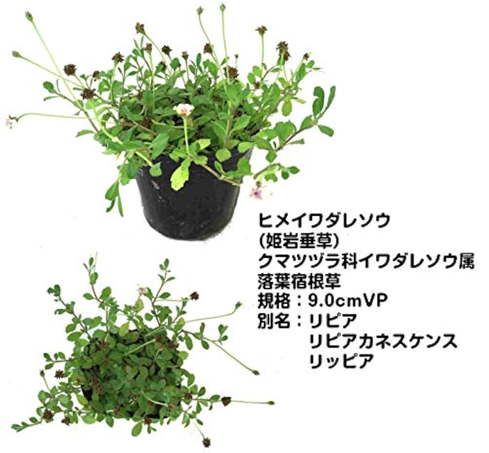 ヒメイワダレソウ（リピア）キッドセット ヒメイワダレソウ（リピア）20Potセット・苗 雑草対策 白花